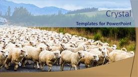  Presentation with world tourism - Slides having huge-herd-of-sheep-crosses background and a light blue colored foreground