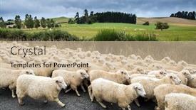  Presentation with world tourism - Presentation having huge-herd-of-sheeps-crosses background and a soft green colored foreground