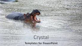  Presentation with safari animals - Slide deck consisting of huge-hippo-yawns-in-water background and a light gray colored foreground