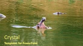  Presentation with africa tourism - Audience pleasing slide set consisting of huge-hippo-yawns-in-water backdrop and a tawny brown colored foreground