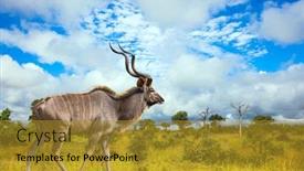  Presentation with kruger - Presentation design consisting of huge-kudu-male-with-long background and a gold colored foreground