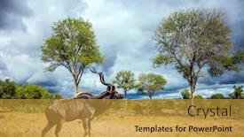  Presentation with africa tourism - Cool new presentation with huge-kudu-male-with-long backdrop and a gold colored foreground