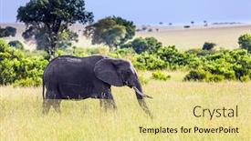  Presentation with africa tourism - Presentation theme consisting of huge-lonely-elephant-grazes background and a blonde colored foreground