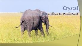  Presentation with kenya - Audience pleasing slides consisting of huge lonely elephant backdrop and a sky blue colored foreground