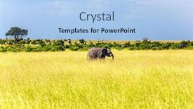  Presentation with savannah - Presentation consisting of huge-lonely-elephant background and a light blue colored foreground
