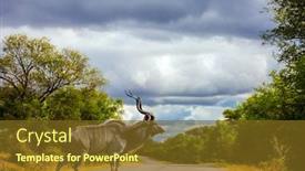  Presentation with africa tourism - Presentation theme enhanced with huge-male-kudu-with-long background and a tawny brown colored foreground