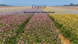  Presentation with multicolor - Slide set having huge-multicolor-balloon-flies-over background and a light blue colored foreground