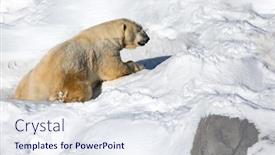  Presentation with animals winter - Presentation theme enhanced with huge-polar-bear-plays background and a sky blue colored foreground