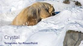  Presentation with animals winter - Beautiful presentation theme featuring huge-polar-bear-plays backdrop and a sky blue colored foreground