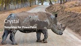  Presentation with road trip - Theme with huge-rhinoceros-is-a-resident background and a gray colored foreground