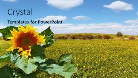  Presentation with sun desert - PPT layouts consisting of huge-ripe-sunflower-israel-negev background and a light blue colored foreground