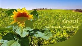  Presentation with sun desert - Beautiful presentation design featuring huge-ripe-sunflower-israel-negev backdrop and a gold colored foreground