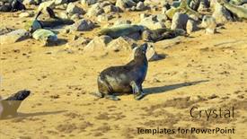  Presentation with exotic animals - PPT theme having huge-rookery-of-marine-animals background and a yellow colored foreground