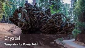  Presentation with family tree - Beautiful PPT theme featuring huge-roots-of-a-giant backdrop and a  colored foreground