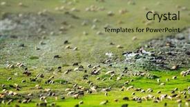  Presentation with green mountains - Colorful slides enhanced with huge sheep and goat herd backdrop and a mint green colored foreground