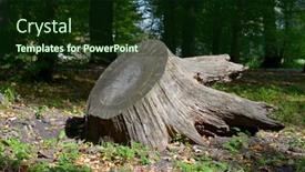  Presentation with joshua tree national park - Slide set consisting of huge-stump-felled-tree background and a wine colored foreground