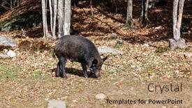  Presentation with wild boar - Presentation theme enhanced with huge-wild-boar-graze background and a  colored foreground