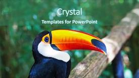  Presentation with bright yellow - Presentation design enhanced with toucans - large bird with bright plumage background and a ocean colored foreground