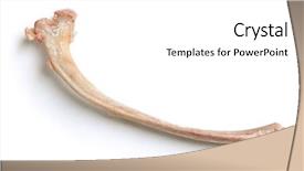  Presentation with bone anatomy - Presentation theme having human animal anatomy - bone isolated on white background background and a  colored foreground