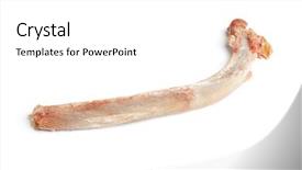  Presentation with bone femur - Slides with human animal anatomy - bone isolated on white background background and a  colored foreground