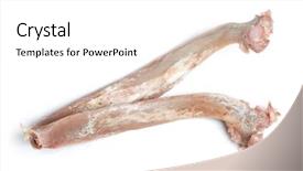  Presentation with bone - Colorful theme enhanced with human animal anatomy - bone isolated on white background backdrop and a  colored foreground