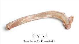  Presentation with bone - Audience pleasing slide set consisting of human animal anatomy - bone isolated on white background backdrop and a  colored foreground