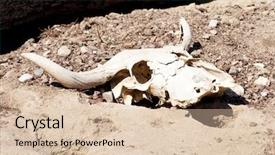  Presentation with skull - Amazing presentation having human animal anatomy - image of a skull backdrop and a lemonade colored foreground