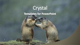  Presentation with behaviour - Amazing presentation theme having human behaviour - two marmots backdrop and a  colored foreground