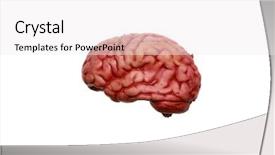 Presentation with human brain - Colorful presentation theme enhanced with anonymous - aggressive young man backdrop and a gray colored foreground