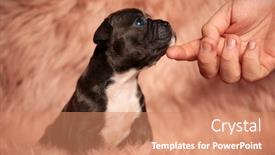 Presentation with bully - Presentation design featuring human-caressing-adorable-american-bully background and a coral colored foreground