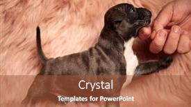  Presentation with bully - Presentation consisting of human-caressing-adorable-young-american background and a tawny brown colored foreground