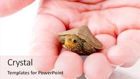  Presentation with marauders map - Cool new slide deck with human commonication - baby common map turtle backdrop and a  colored foreground