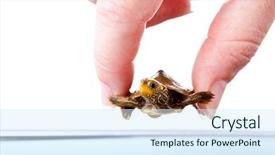  Presentation with map of egypt - Colorful PPT theme enhanced with euro coins with city map background in touristic travel and finance concept backdrop and a  colored foreground.