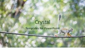  Presentation with bonobo monkey - Theme with human commonication - common squirrel monkey saimiri sciureus background and a mint green colored foreground