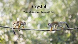  Presentation with monkey - Slides having human commonication - common squirrel monkey saimiri sciureus background and a mint green colored foreground