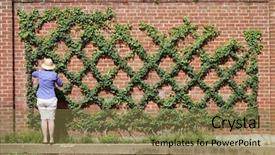 Presentation with vintage interior brick wall - Amazing slide deck having human commonication - gardener trims ivy backdrop and a  colored foreground