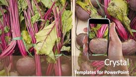  Presentation with root - Amazing PPT theme having human commonication - hand photographing beet root backdrop and a tawny brown colored foreground