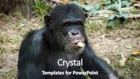  Presentation with zoo - PPT theme consisting of human commonication - portrait of chimpanzee eating banana background and a wine colored foreground