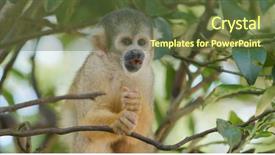  Presentation with zoo - Presentation with human commonication - squirrel monkey in zoo park background and a tawny brown colored foreground