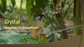  Presentation with zoo - Cool new presentation theme with human commonication - squirrel monkey in zoo park backdrop and a tawny brown colored foreground