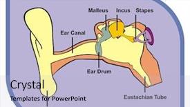  Presentation with ear medical - Audience pleasing slide deck consisting of human ear - including external middle backdrop and a light blue colored foreground