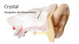  Presentation with ear anatomy - Presentation design with human ear cross-section model background and a white colored foreground