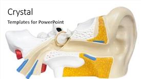  Presentation with human organs - Presentation design consisting of human ear background and a white colored foreground