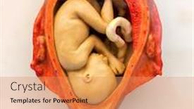  Presentation with human development - PPT theme enhanced with human embryo in the womb background and a coral colored foreground