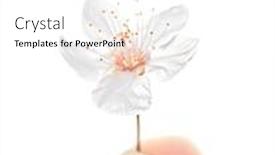  Presentation with cherry blossom - Beautiful PPT layouts featuring human finger holding one little cherry flower isolated on white background first spring blossom protect nature concept backdrop and a pink colored foreground