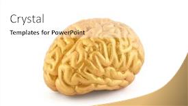  Presentation with human brain - Colorful presentation theme enhanced with human-golden-brain-model backdrop and a white colored foreground