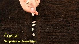  Presentation with human development - Amazing presentation design having human growth development - female hand planting white bean backdrop and a wine colored foreground