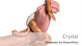  Presentation with corn - Presentation theme enhanced with human-hand-handling-corn-snake background and a white colored foreground