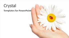  Presentation with hand holding flowers - Presentation theme featuring human hand holding daisy background and a white colored foreground