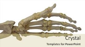  Presentation with skeleton - Amazing PPT theme having human hand skeleton isolated backdrop and a lemonade colored foreground